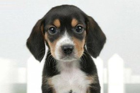 娱乐圈吃瓜小狗小说